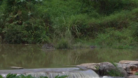 Flowing stream at countryside Stock Footage 89067198