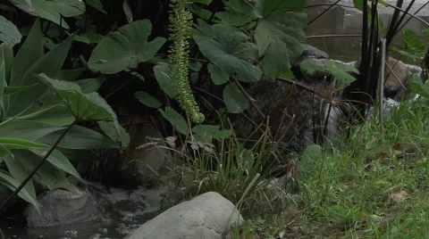 Flowing Stream CU Stock Footage 645659