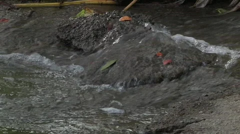 Flowing Stream CU Stock Footage 645676