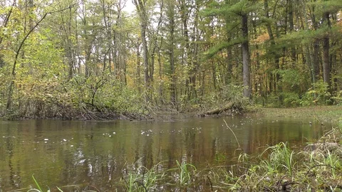 Flowing Stream in the Deep Woods Stock Footage 123010334