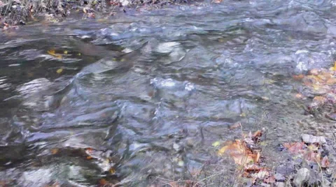 Flowing Stream Stock Footage 43313320