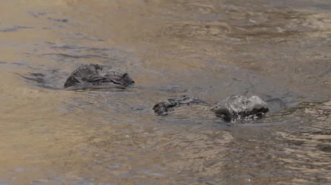 Flowing Stream Stock Footage 44268750