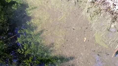 Flowing stream Stock Footage 77162648