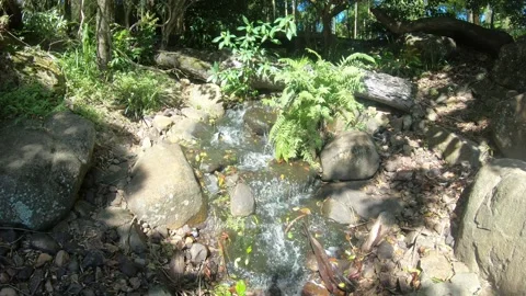 Flowing Stream Stock Footage 169279829
