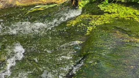 Flowing stream Stock Footage 291175439