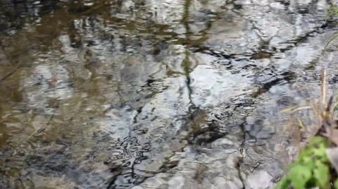 Flowing stream in forest 動画素材 56747832