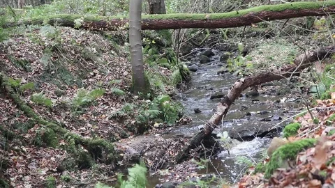 Flowing stream in forest Stock Footage 86174533