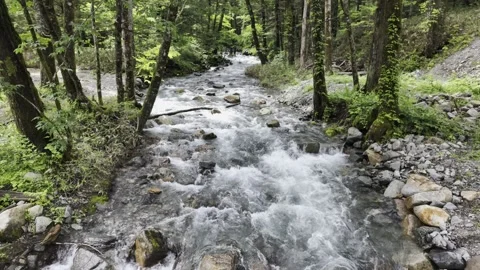 Flowing Stream in the Forest Stock Footage 334175046
