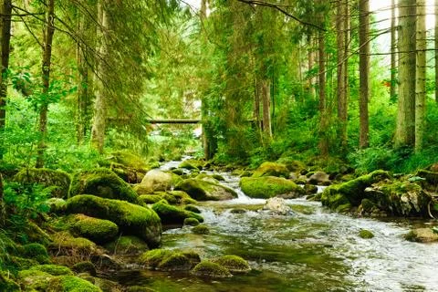 Flowing stream on the forest Foto stock