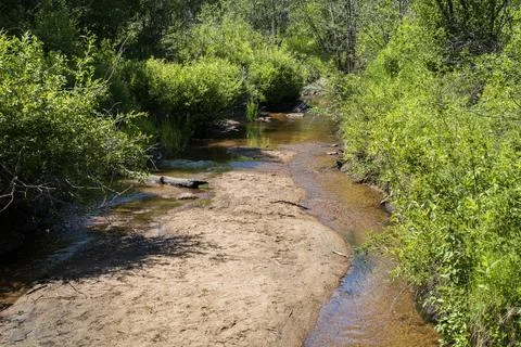Flowing stream in the forest 写真素材
