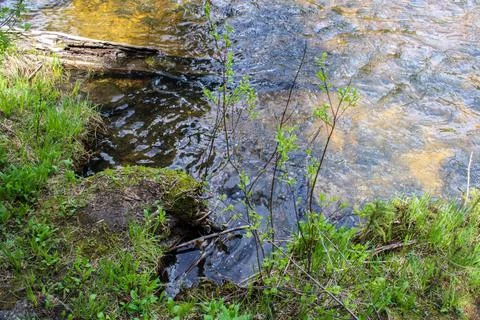 Flowing stream in the forest 写真素材