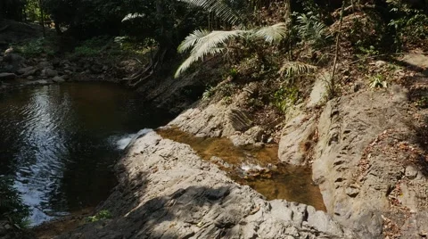 Flowing stream in the jungle Stock Footage 48584759
