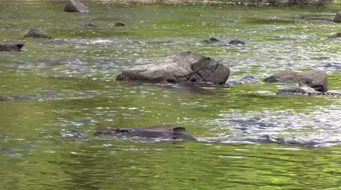 Flowing stream with large rocks Stock Footage 55107641