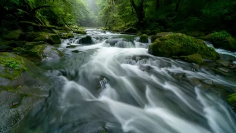 Flowing stream in lush green forest a calming nature scene with water casca.. Stock-Footage 321948076
