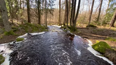 Flowing Stream in the Middle of Dense Forest Stock Footage 314697706