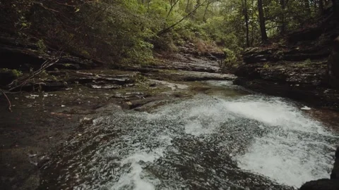 Flowing Stream in the Middle of Dense Forest Stock Footage 314699611