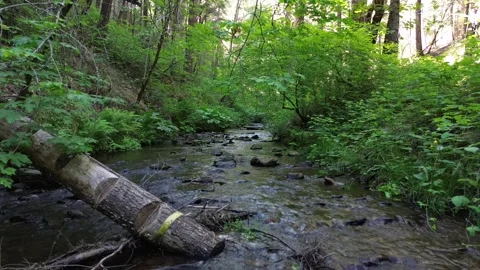 A flowing stream in the middle of the woods Video stock 305807911