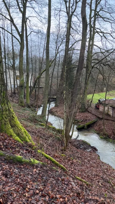 Flowing Stream in a Misty Forest Stock Footage 303579246