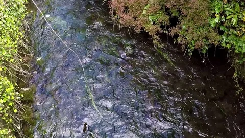 Flowing stream with moss Stock Footage 77895725