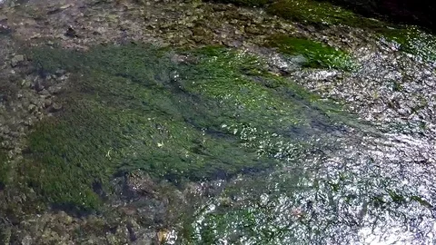 Flowing stream with moss Stock Footage 77895739