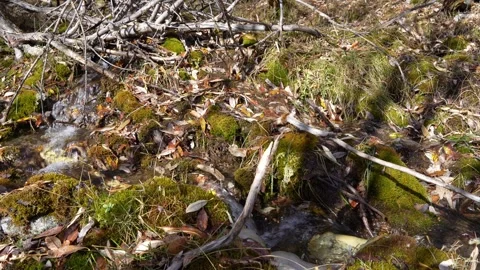 Flowing stream with mossy rocks and fallen leaves, camera pans across scene Video stock 319515911