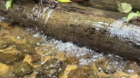 Flowing Stream over Fallen Log Stock Footage 287072235