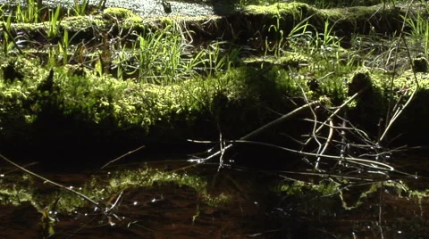 Flowing stream pan left Stockbeeldmateriaal 44126459