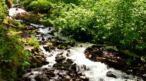 Flowing Stream with Rapids Stock Footage 313604