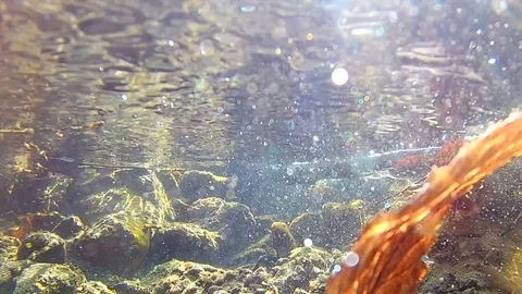 Flowing stream recorded with underwater camera Stock Footage 85104040