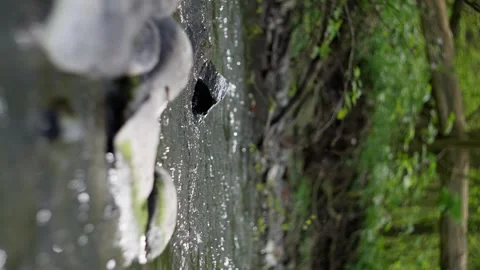A flowing stream with a rock protruding in the middle, surrounded by lush grass Stock Footage 274757940