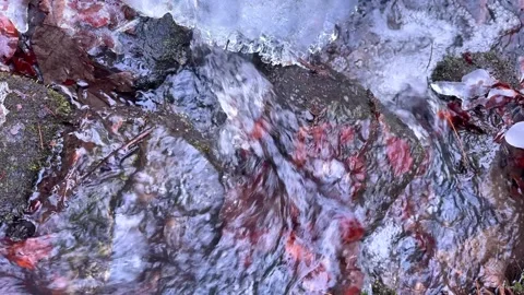 Flowing stream sparkles under sunlight Stock Footage 321480262