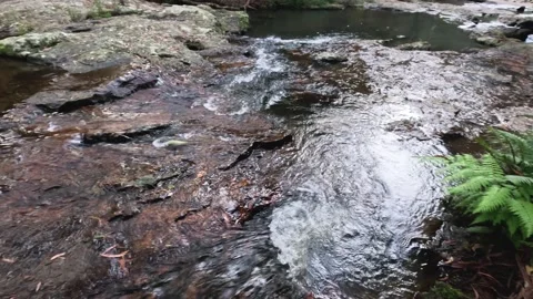 Flowing Stream in Springbrook Forest Stock Footage 289709316