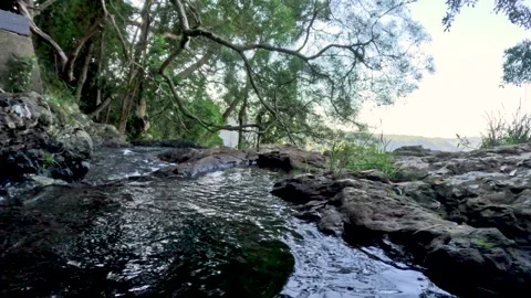Flowing Stream in Springbrook Forest Stock Footage 301589019