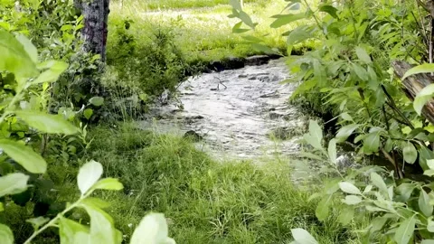 Flowing stream in the summer 스톡 동영상 280460905