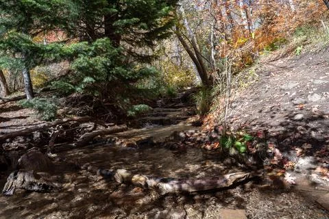 A flowing stream surrounded by fall colors up in Millcreek Canyon, Utah. Stock Photos