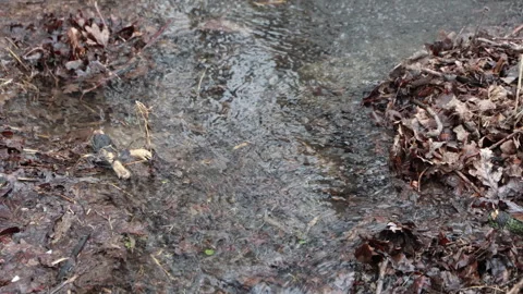 A Flowing Stream Surrounded by Lingering Autumn Leaves in a Natural Woodland Set Stock Footage 314405295