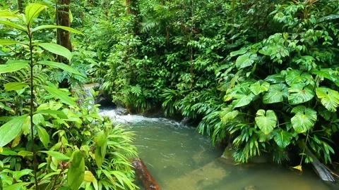 Flowing Stream Surrounded by Lush Greenery Video stock 330278644