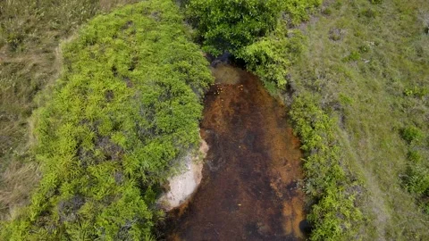 Flowing Stream Surrounded by Lush Greenery Stock Footage 330925138