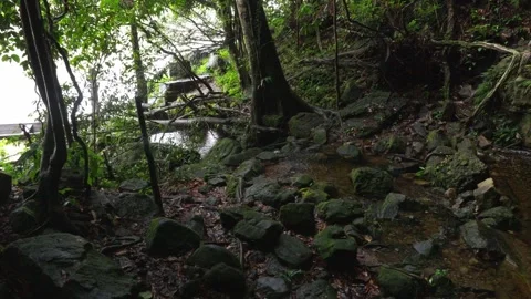 Flowing Stream Surrounded by Lush Greenery in Guaviare Stock-Footage 336520930