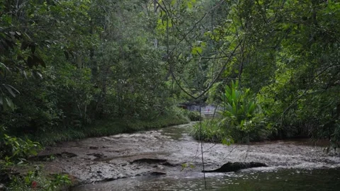 Flowing Stream Surrounded by Lush Greenery Stock Footage 336521939