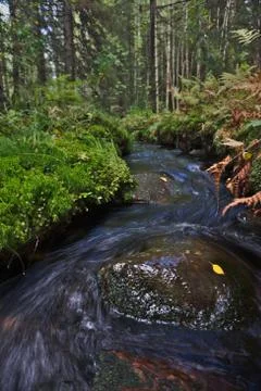A flowing stream through the forest Stock Photos