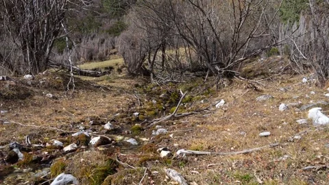 Flowing stream through a forest scene with gradual camera zoom in Stock-Footage 319437240