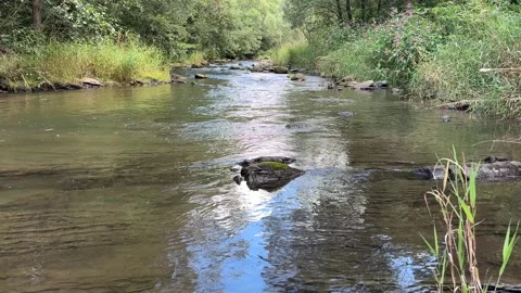 Flowing stream through a green forest over rocky riverbed. Stock Footage 343687000