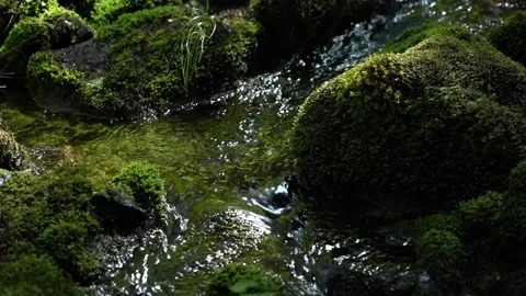 Flowing stream through lush moss-covered rocks in serene forest setting Stock Footage 315172391
