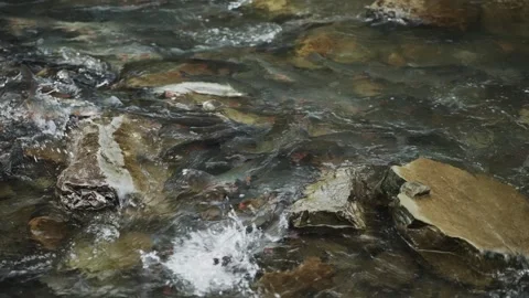 Flowing Stream Water and Fish Among River Stones Stockbeeldmateriaal 335791871