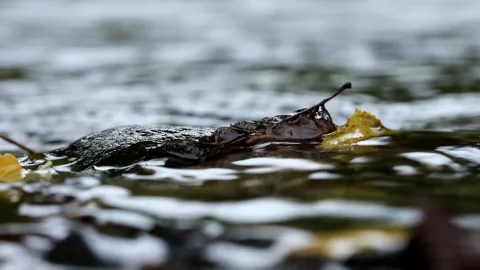 Flowing stream water close up Stock Footage 162634734