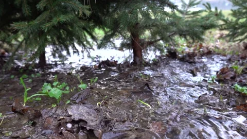 A flowing stream of water heading to the lake through a small forest Stock Footage 267443300