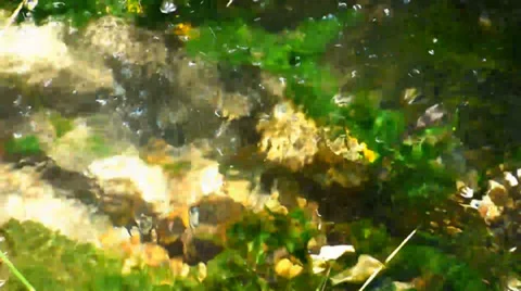 Flowing Stream Water with Plants Video stock 39648158