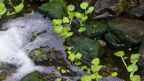 A flowing stream with water pooling around rocks. Stock Footage 75398420