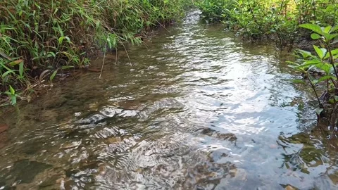 Flowing stream water in a small river Stock Footage 316975094